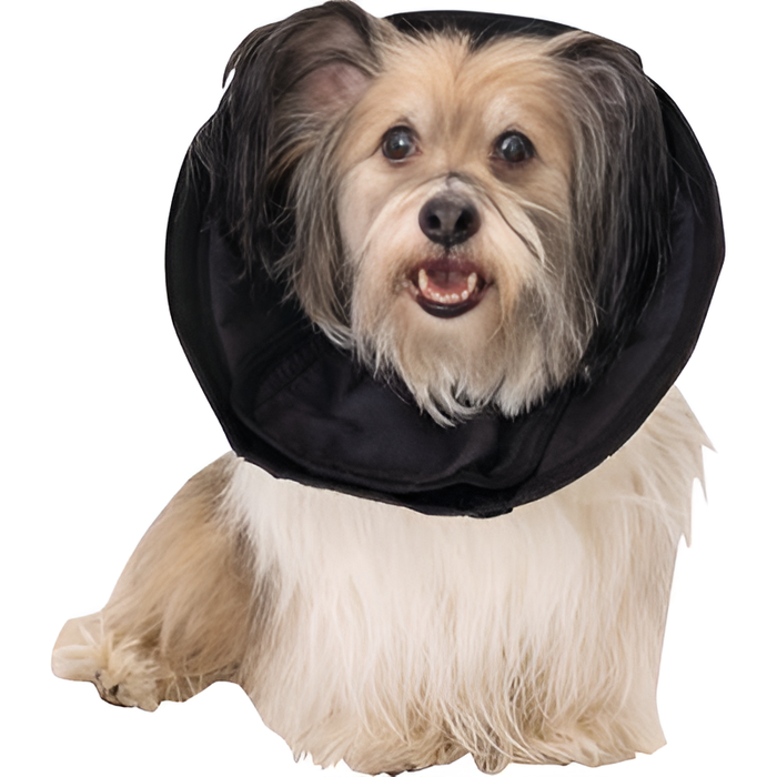 Photo of Assisi Animal Health-Assisi DentaLOOP tPEMF Device for Dogs and Cats-Bonnet Only-Medium Bonnet: 8"-14"-from Pet Wish Pros