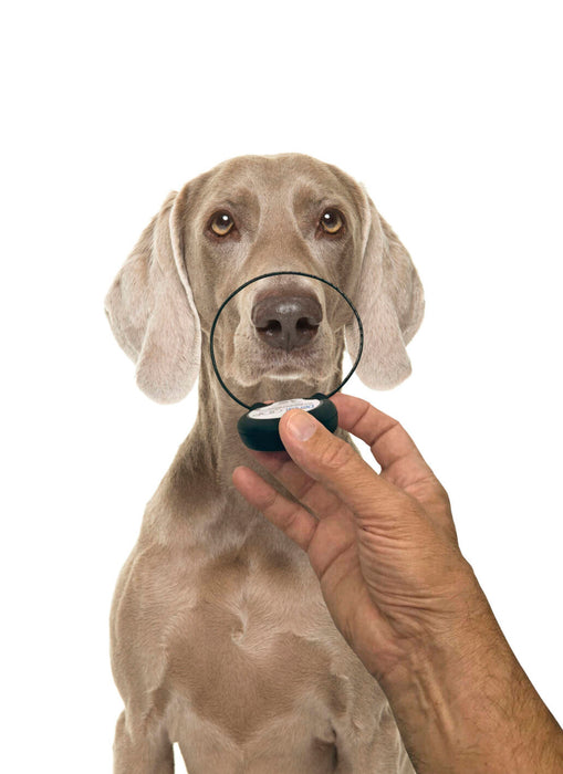 Photo of Assisi Animal Health-Assisi DentaLOOP tPEMF Device for Dogs and Cats-Device & Bonnet Bundle-Large Bonnet: 12"-21"-from Pet Wish Pros