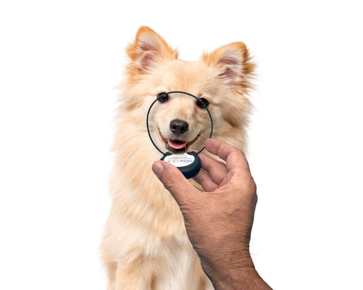 Photo of Assisi Animal Health-Assisi DentaLOOP tPEMF Device for Dogs and Cats-Device & Bonnet Bundle-Medium Bonnet: 8"-14"-from Pet Wish Pros