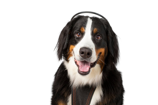 Photo of Assisi Animal Health-Calmer Canine Anxiety Treatment tPEMF System-Device & Vest Bundle-Extra Large Dog-from Pet Wish Pros