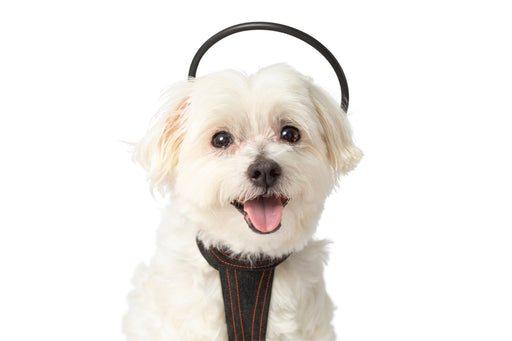 Photo of Assisi Animal Health-Calmer Canine Anxiety Treatment tPEMF System-Device & Vest Bundle-Extra Small Dog-from Pet Wish Pros