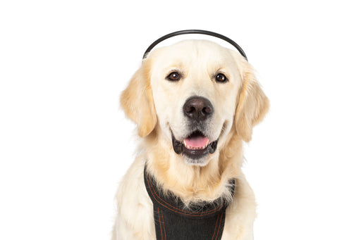 Photo of Assisi Animal Health-Calmer Canine Anxiety Treatment tPEMF System-Device & Vest Bundle-Large Dog-from Pet Wish Pros