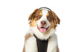 Photo of Assisi Animal Health-Calmer Canine Anxiety Treatment tPEMF System-Device & Vest Bundle-Medium Dog-from Pet Wish Pros