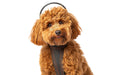 Photo of Assisi Animal Health-Calmer Canine Anxiety Treatment tPEMF System-Device & Vest Bundle-Small Dog-from Pet Wish Pros