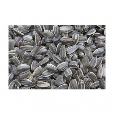 Photo of Higgins Premium Pet Foods-Higgins Premium Foods Black Sunflower Seeds-40 lb-from Pet Wish Pros