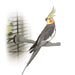 Photo of K&H Pet Products-K&H Pet Products Bird Thermo-Perch-10.5 in x 1 in x 1 in-from Pet Wish Pros