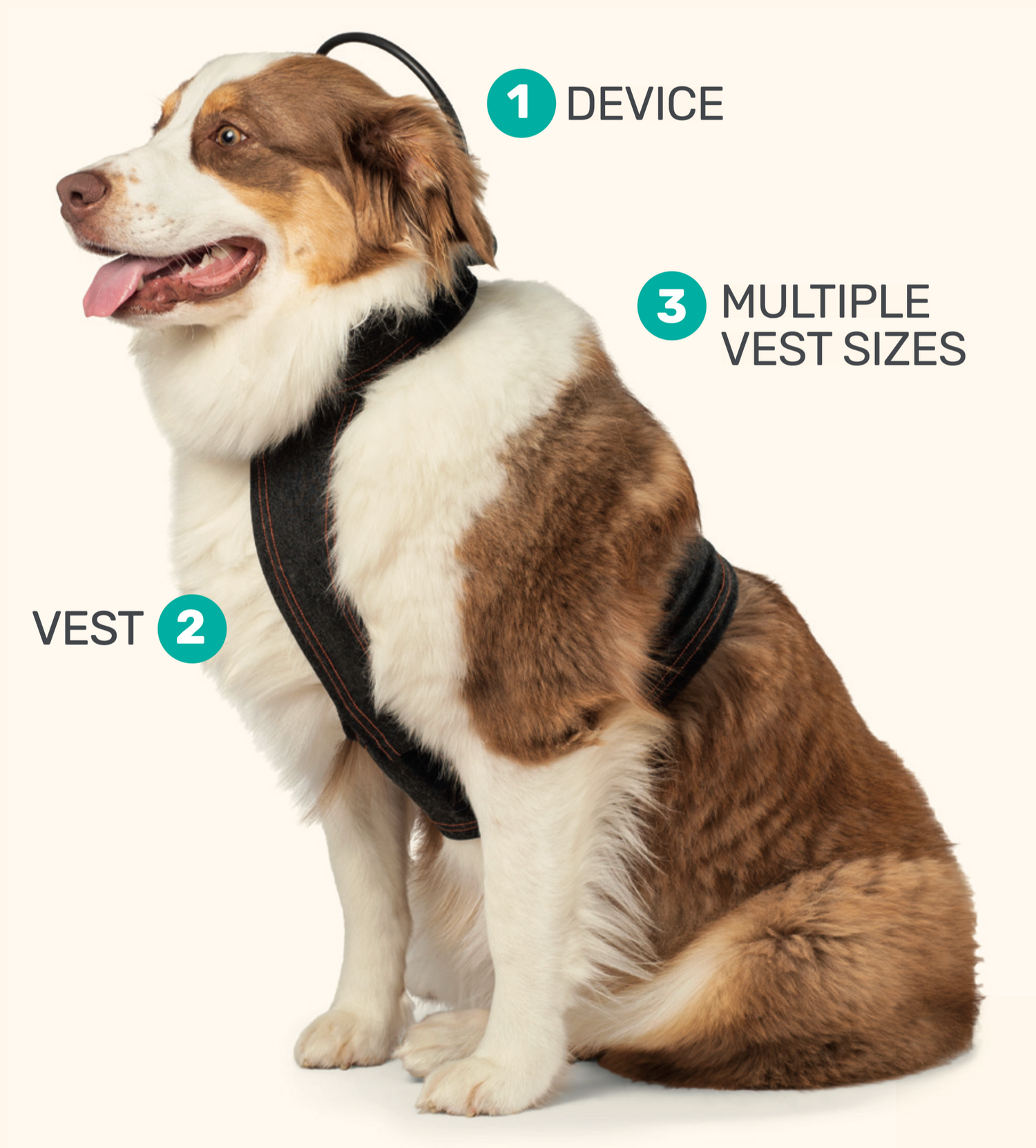 Meet the Calmer Canine System